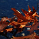 Illustration for article titled Shooting Challenge Fall Leaves Gallery 4